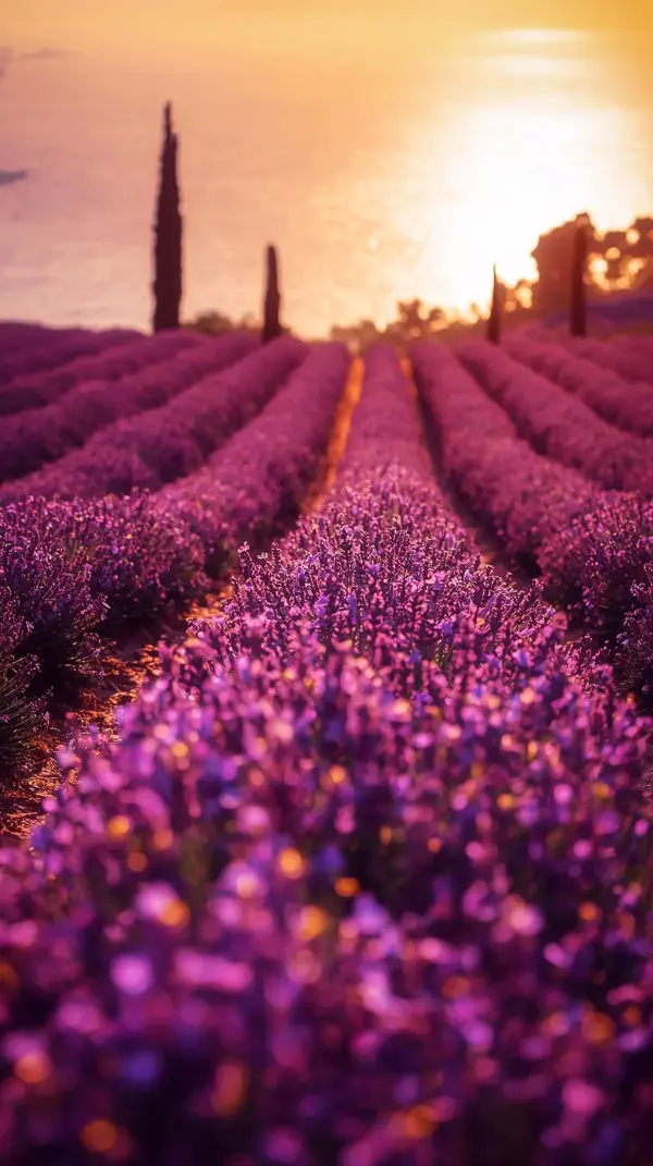 Stunning Lavender Field Sunset iPhone Wallpaper 4K - Cute 4K Wallpaper for Mobile, Phone, and iPhone Backgrounds