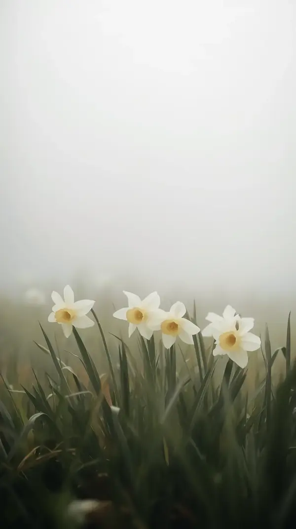 Wallpaper anime nature — white misty daffodils