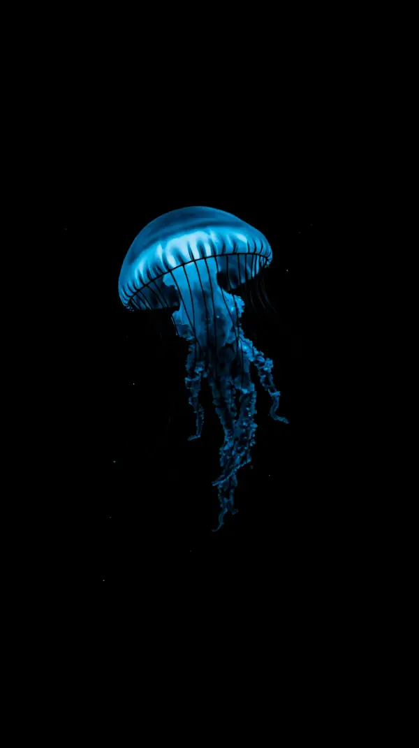 Wallpaper black anime — glowing blue jellyfish