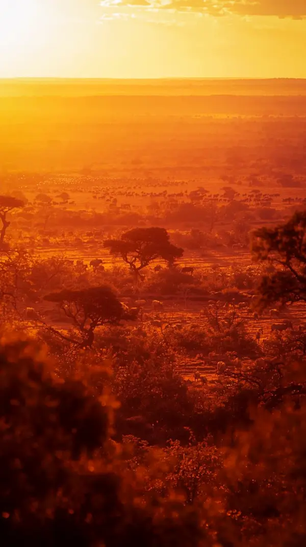 Stunning African Sunset iPhone Wallpaper 4K | 4K Wallpaper for Mobile