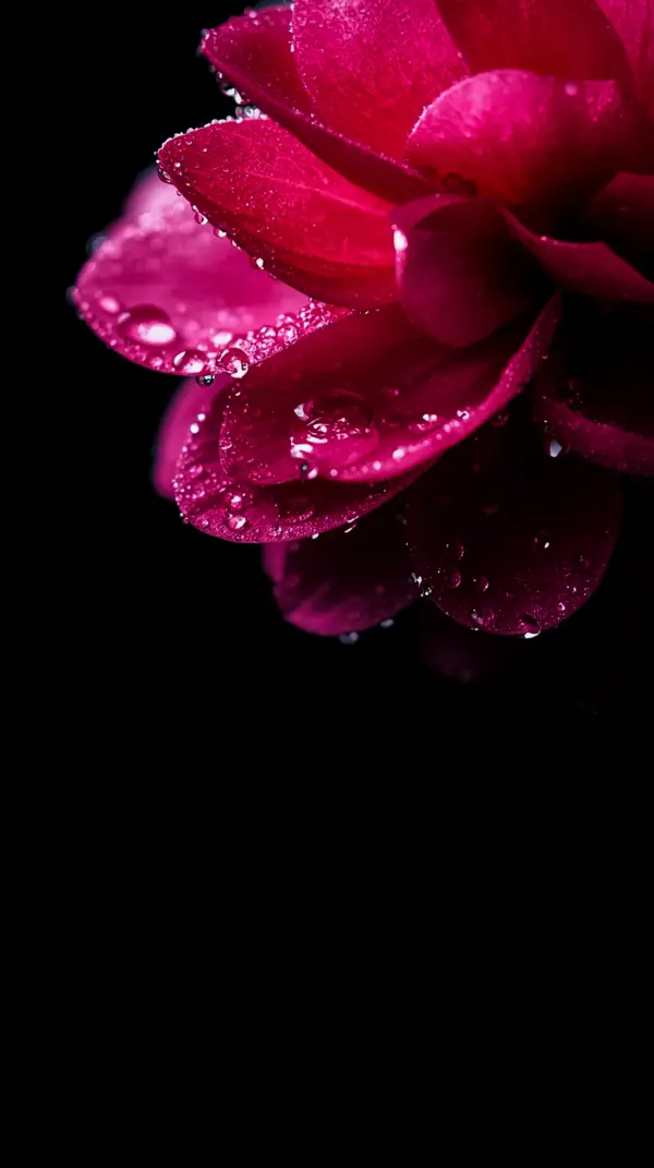 Pink background iphone — dewy dark dahlia petals
