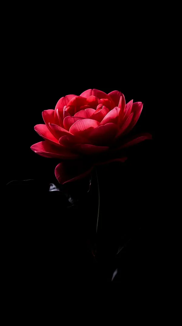 Elegant Red Rose AMOLED Wallpaper 4K for Mobile
