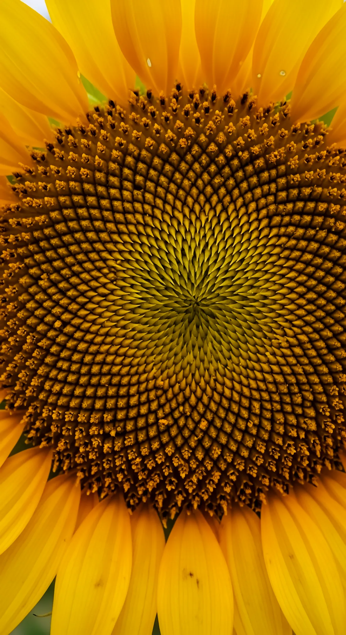 Close-up of a vibrant sunflower, showcasing its intricate seed pattern and bright yellow petals. A perfect flower