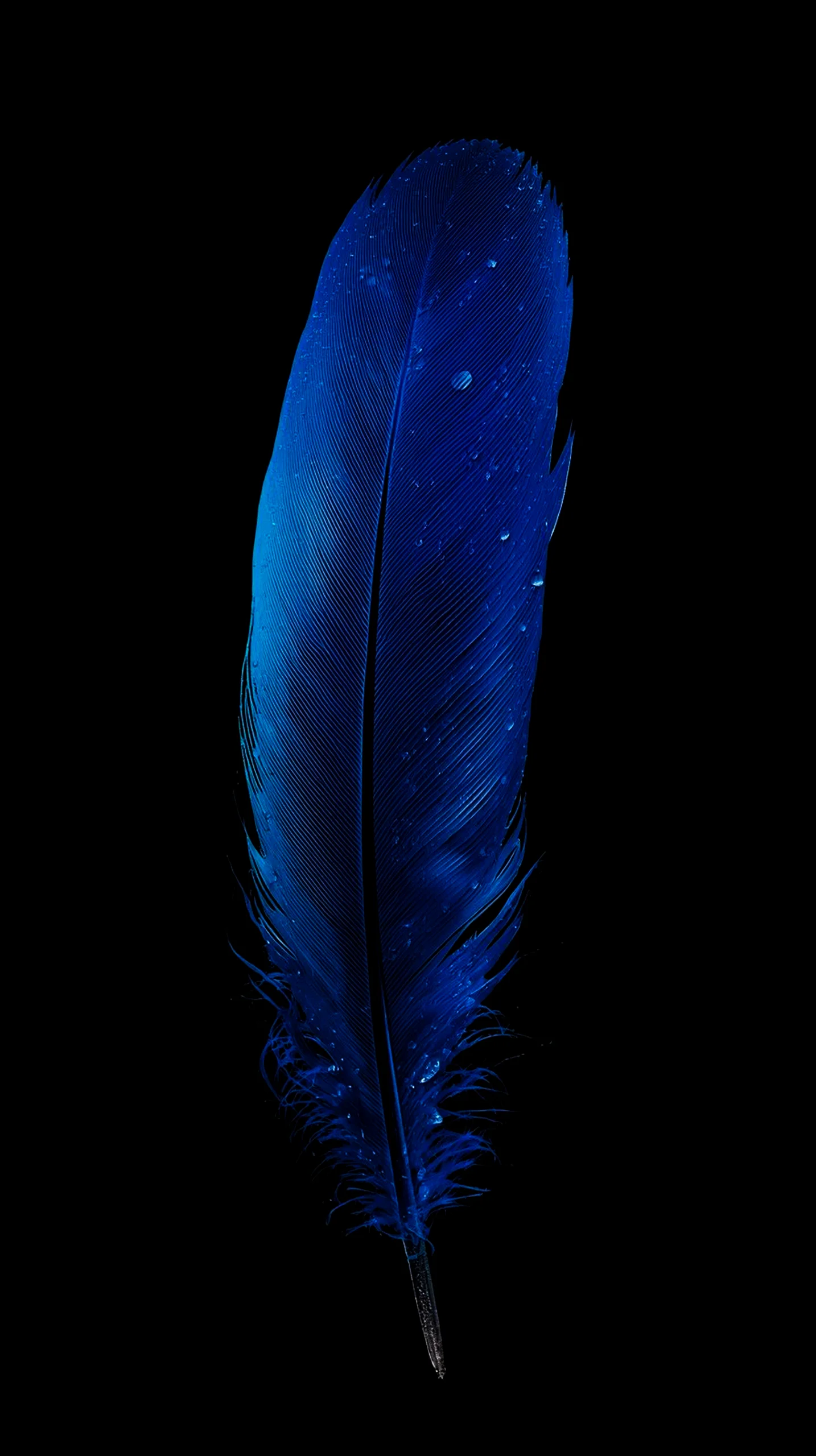 Blue feather AMOLED wallpaper 4K for mobile, iPhone wallpaper 4K, 4K wallpaper for mobile, wallpaper for phone, cute 4k