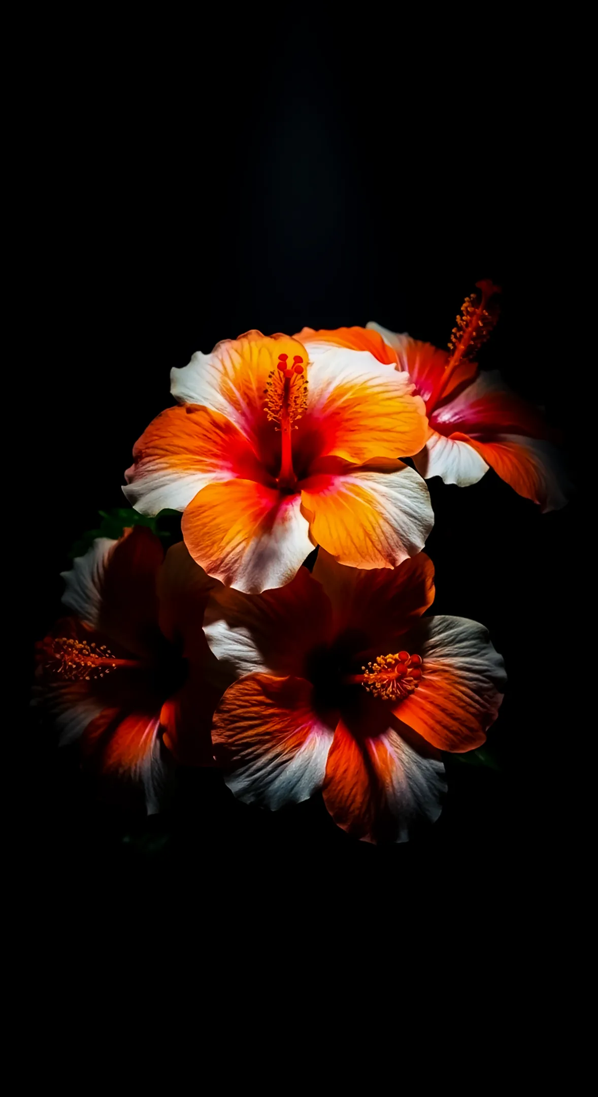 Vibrant hibiscus flower background for iphone, flower phone background, and flower phone wallpaper on black.