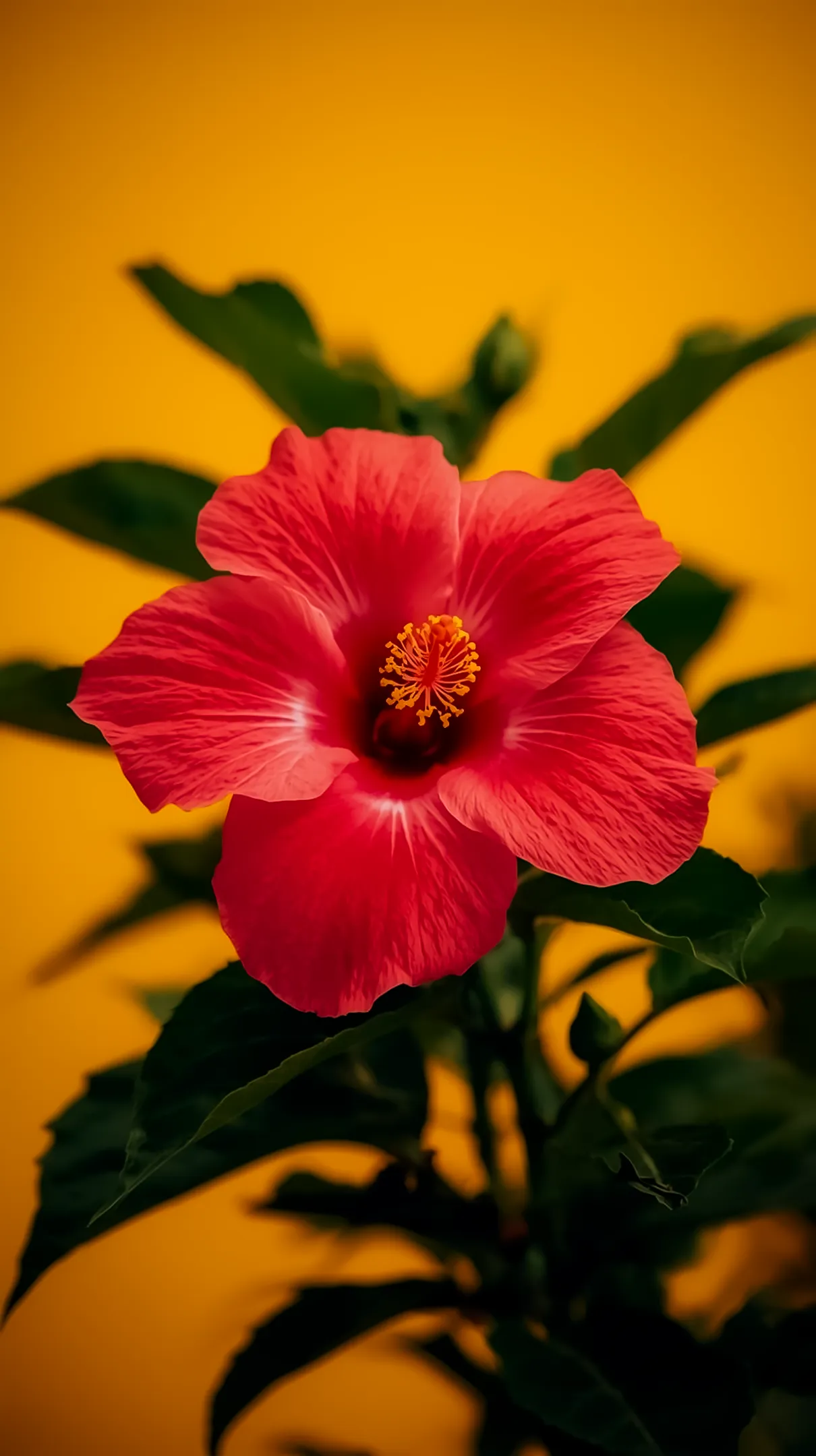 Red hibiscus flower background for iPhone, flower phone background, flower phone wallpaper